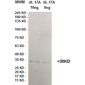 il 17 a clone 2f3.png