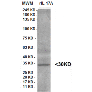 il 17 a clone 5b4.png