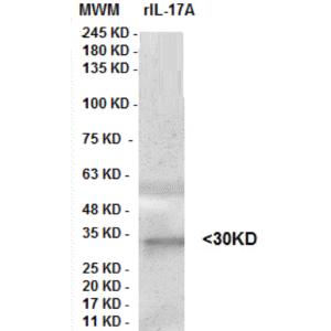 il 17 a clone 8h7.png