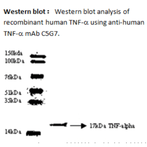 mo c40003g wb large .png