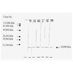 mo c40046i wb 2 1.png