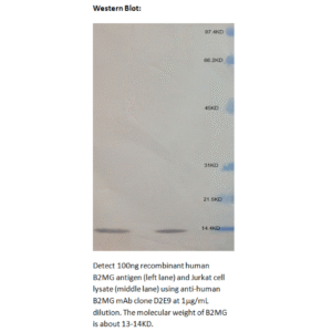 mo m40021c wb large 1 2.png