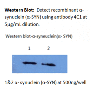 mo m40097b wb large .png