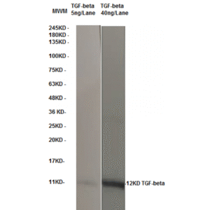 tgfbeta 2c5 wb.png